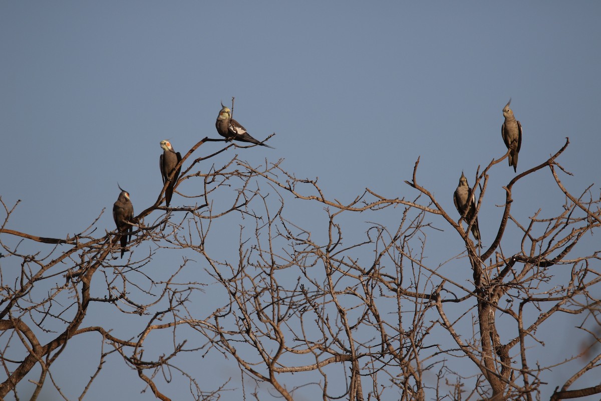 Cockatiel - ML617073952
