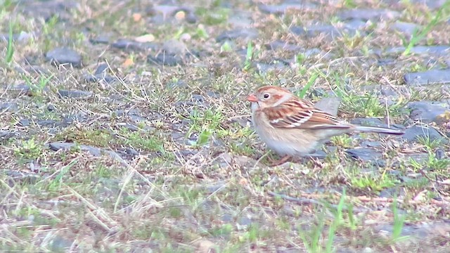 Field Sparrow - ML617074051