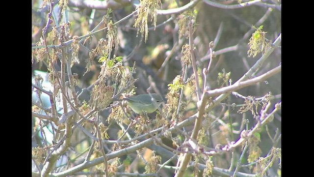 Orange-crowned Warbler - ML617074106