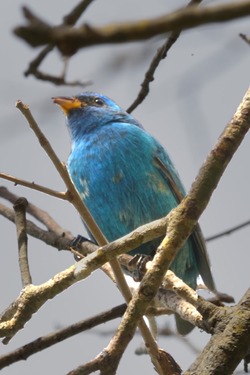 Indigo Bunting - ML617074112