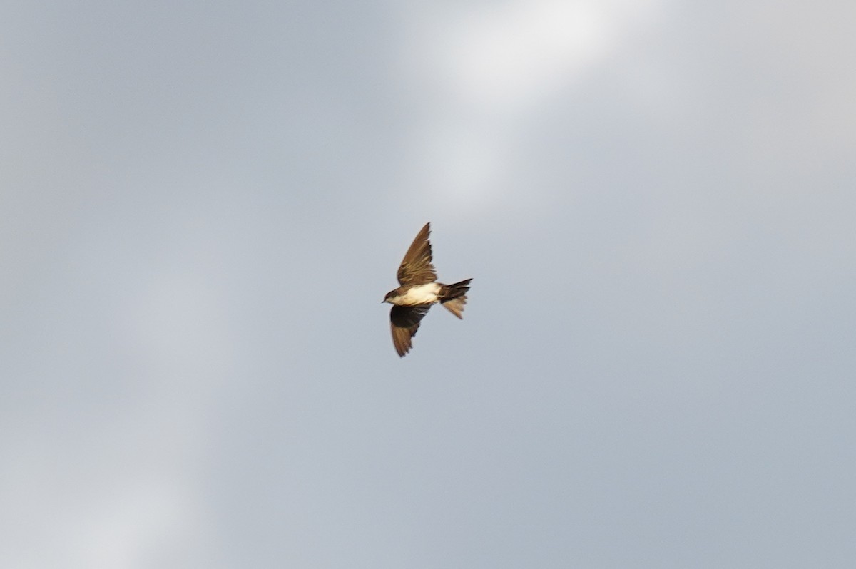 Blue-and-white Swallow (cyanoleuca) - ML617074125