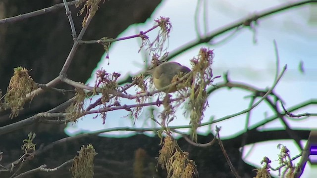 Orange-crowned Warbler - ML617074126