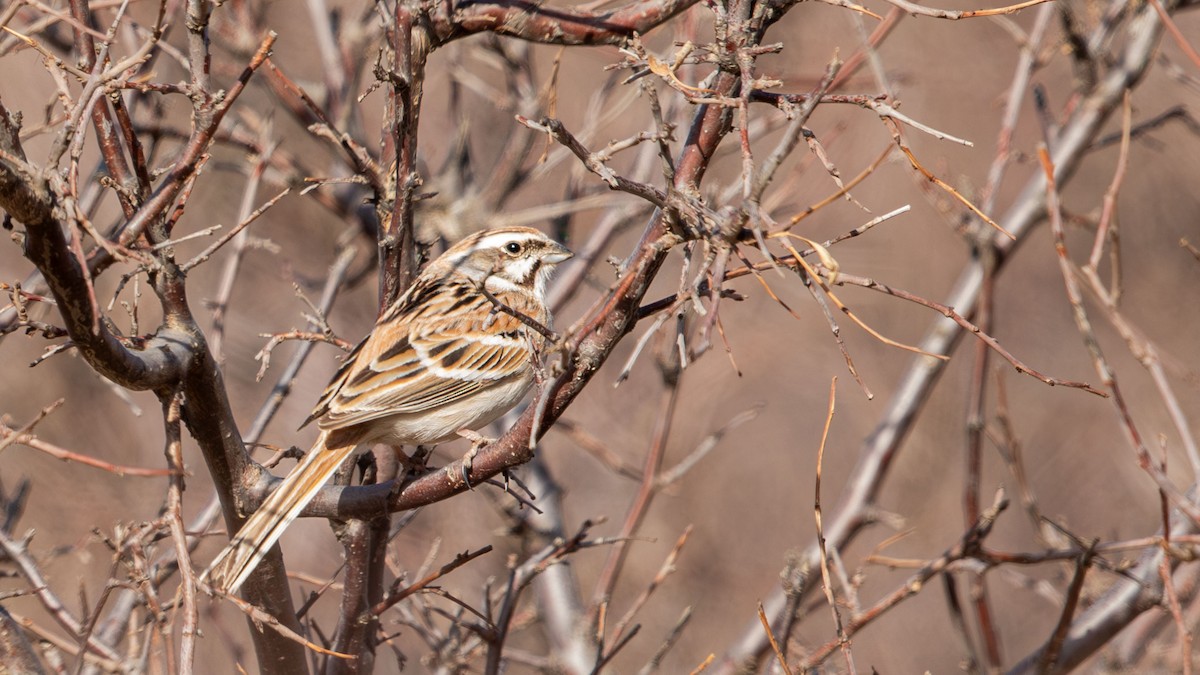 Rufous-backed Bunting - ML617074169