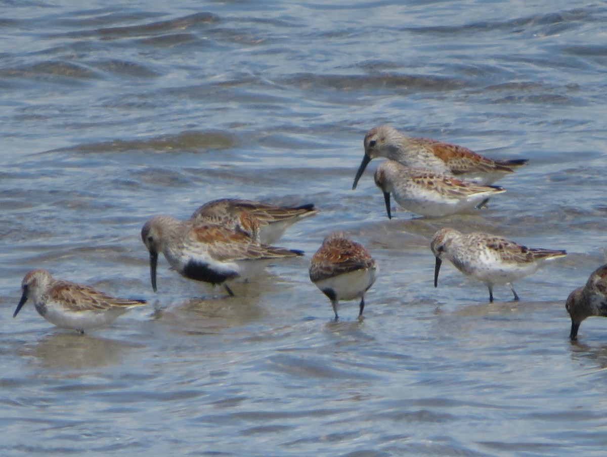 Dunlin - ML617074177