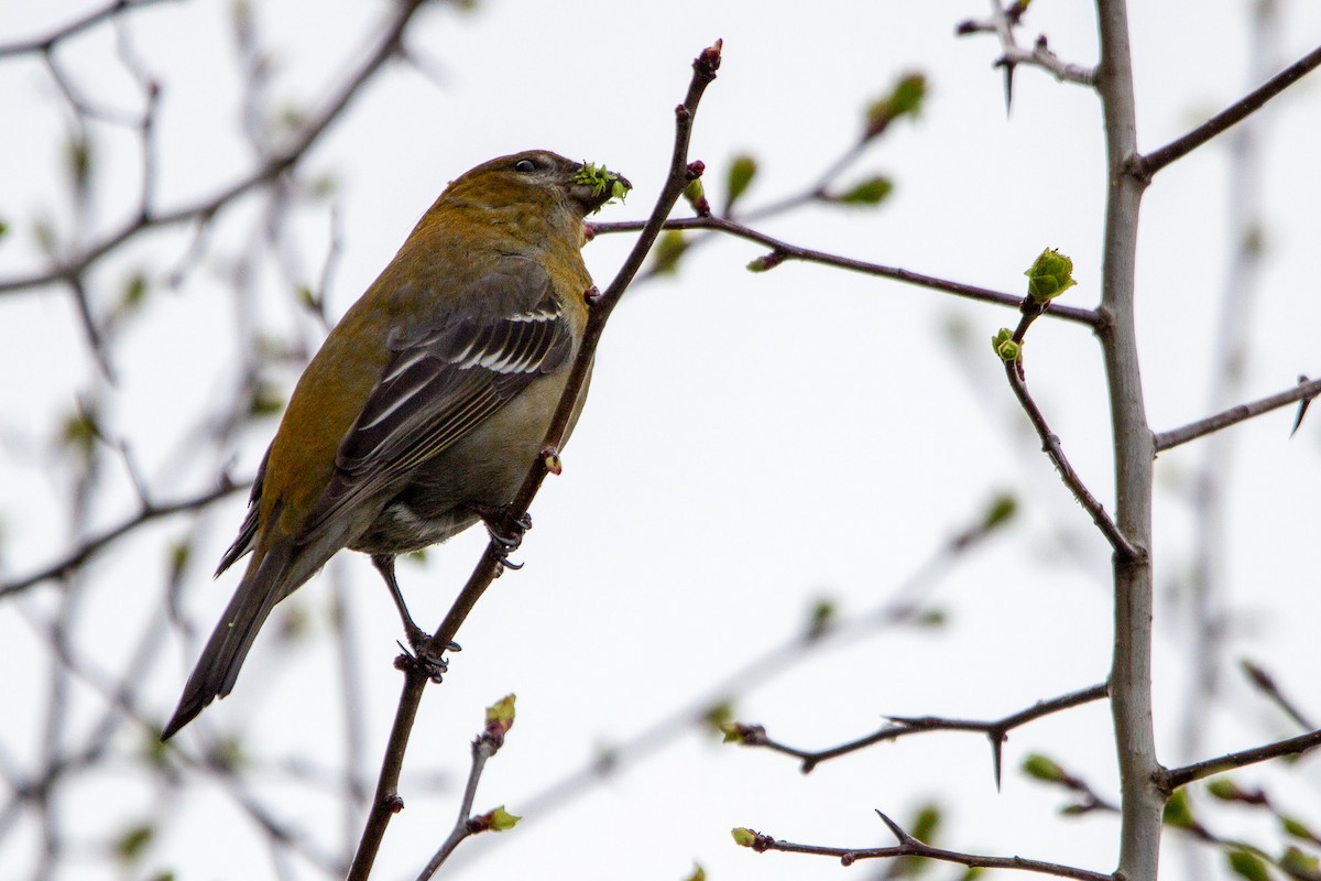 Pine Grosbeak - ML617074180