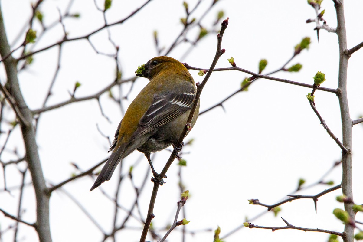 Pine Grosbeak - ML617074181