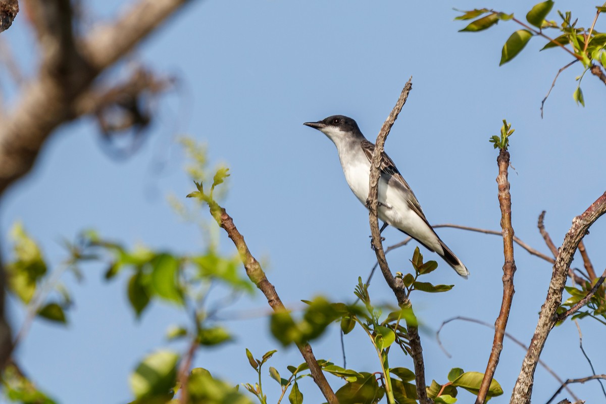 Eastern Kingbird - ML617074184