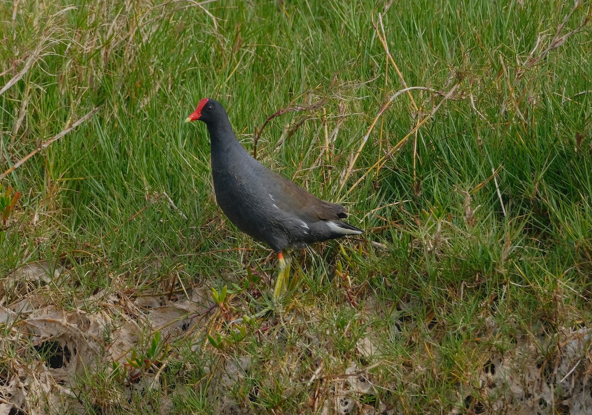 Common Gallinule - ML617074212