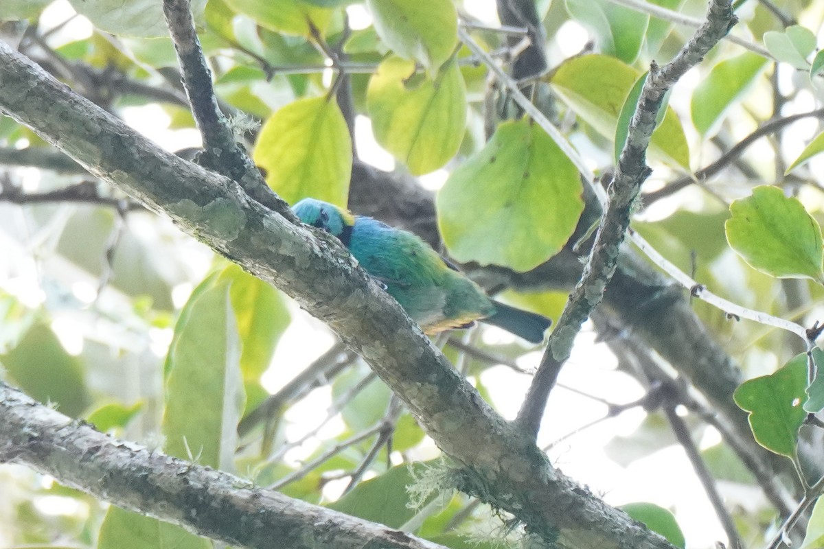 Green-headed Tanager - ML617074215