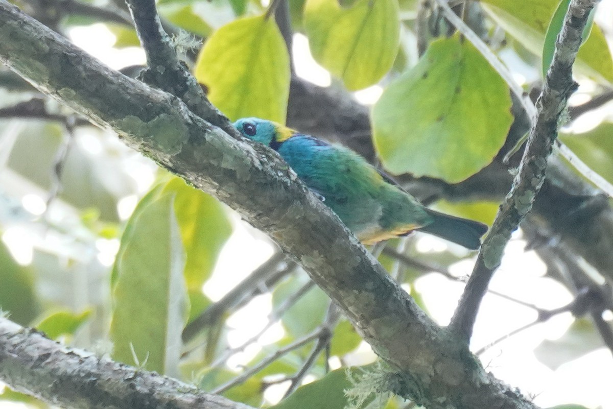 Green-headed Tanager - ML617074218