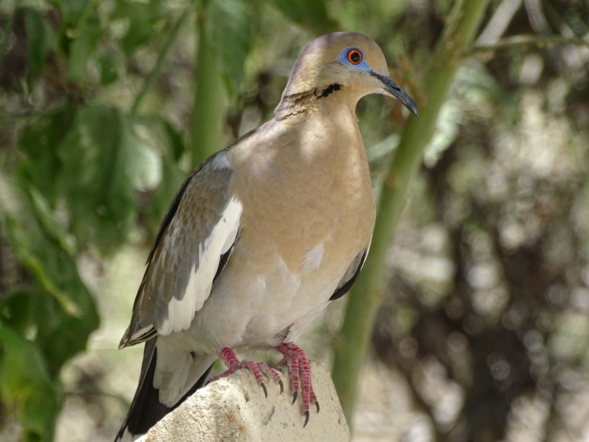 White-winged Dove - ML617074230