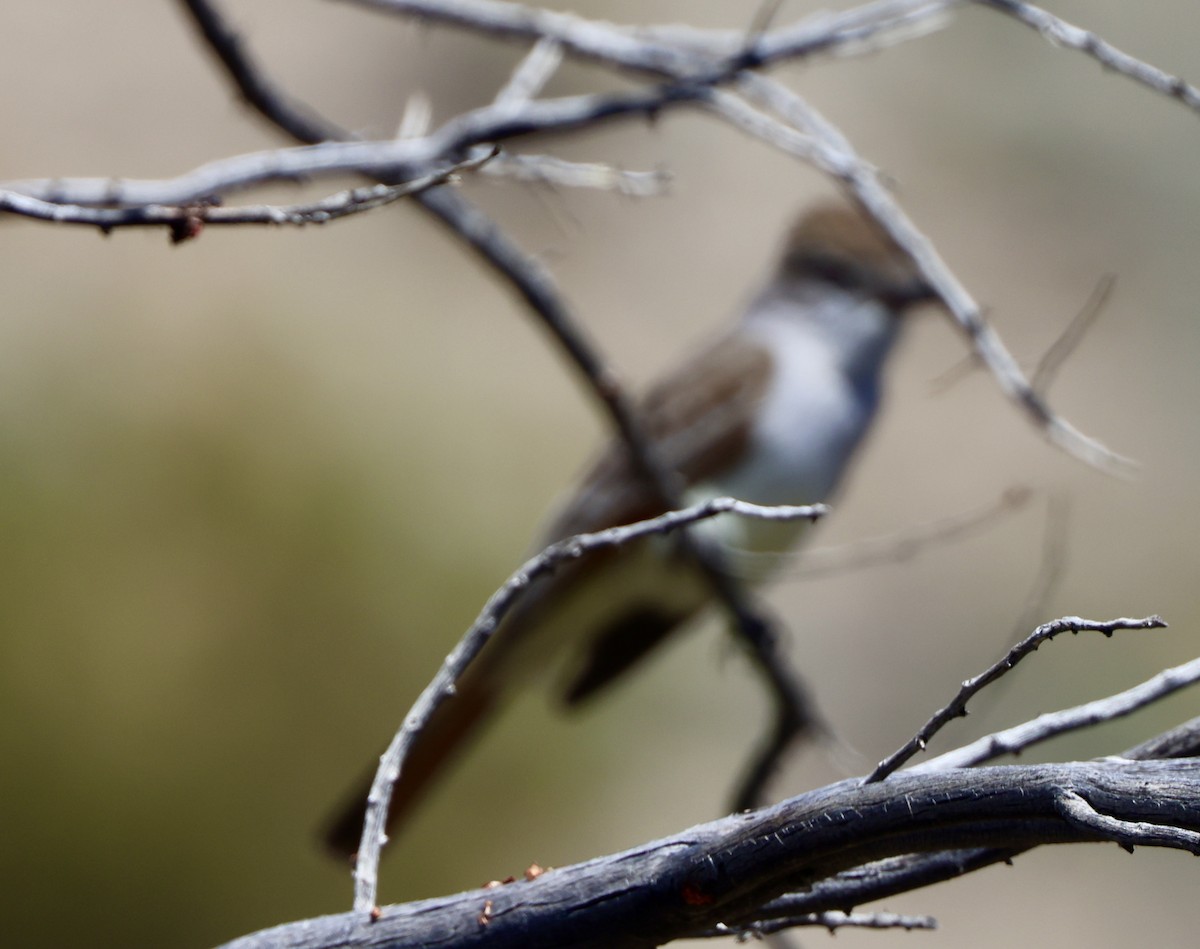 Ash-throated Flycatcher - ML617074260