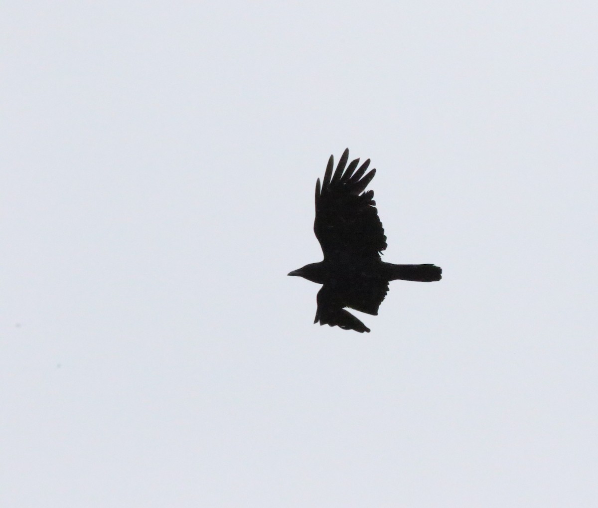 American Crow - ML617074275