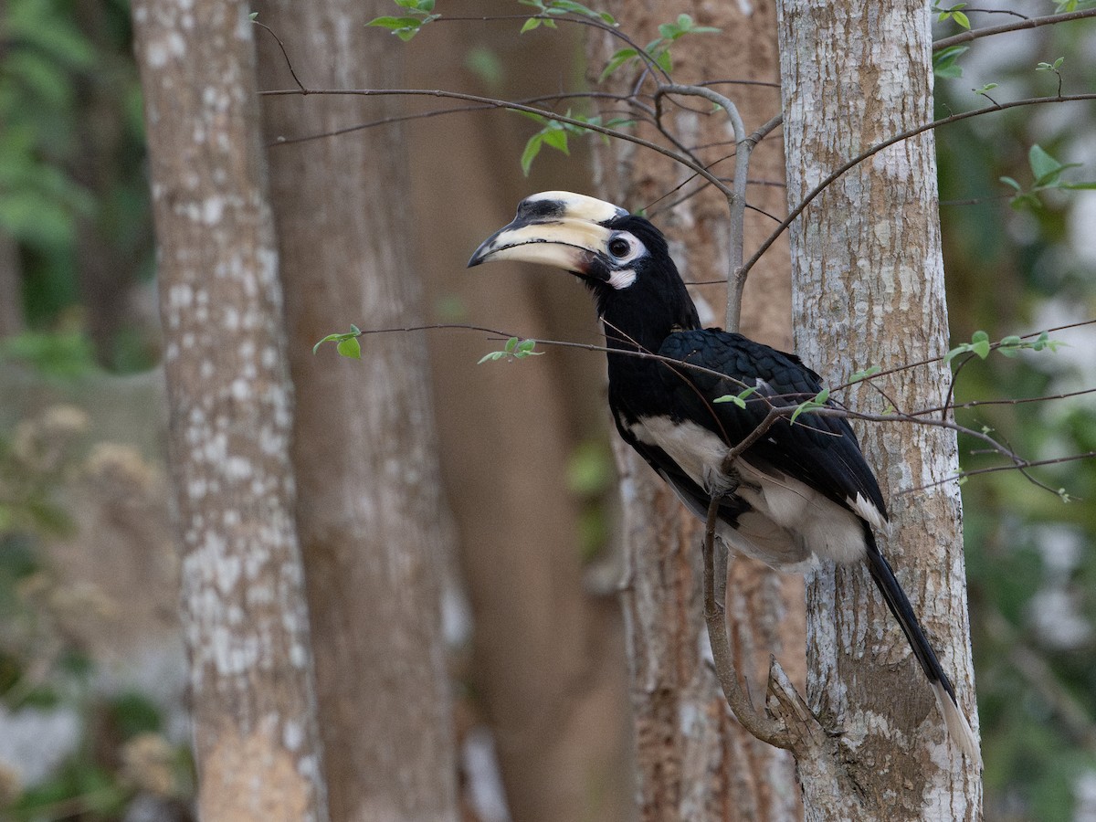 Oriental Pied-Hornbill - ML617074288