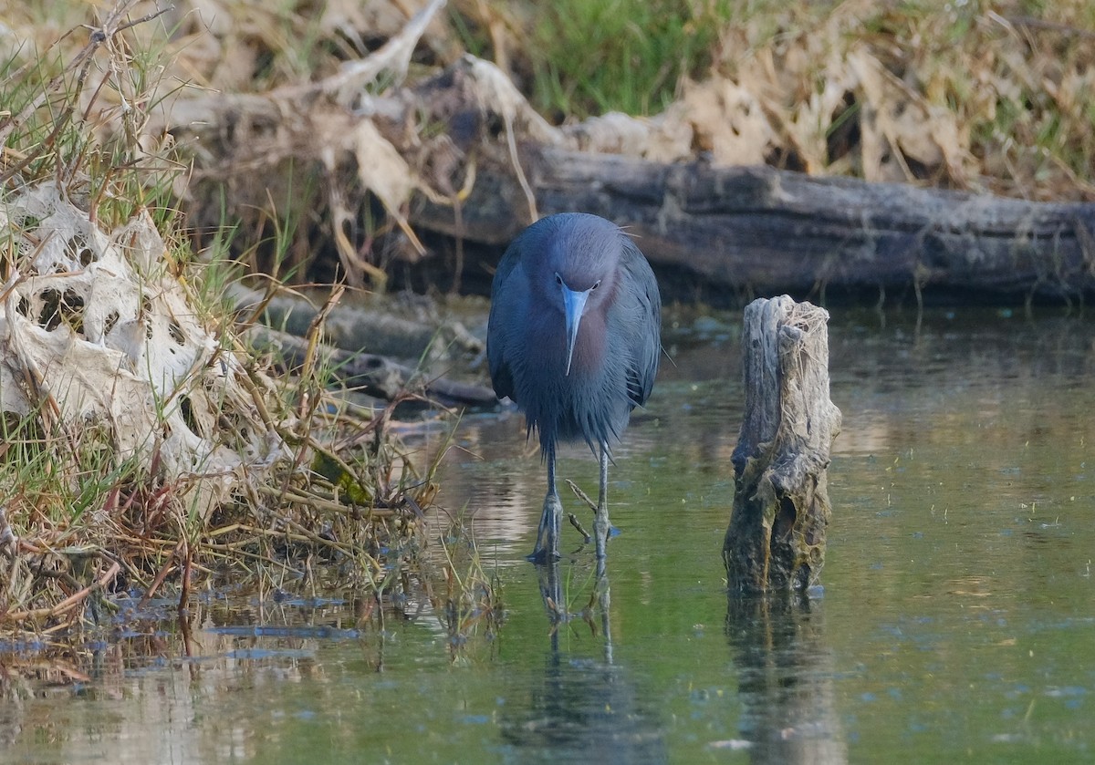 Little Blue Heron - ML617074307