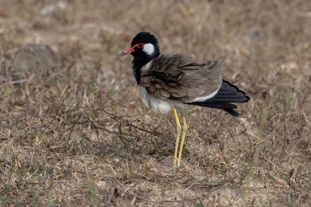 Red-wattled Lapwing - ML617074318