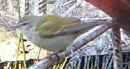 Tennessee Warbler - ML617074322