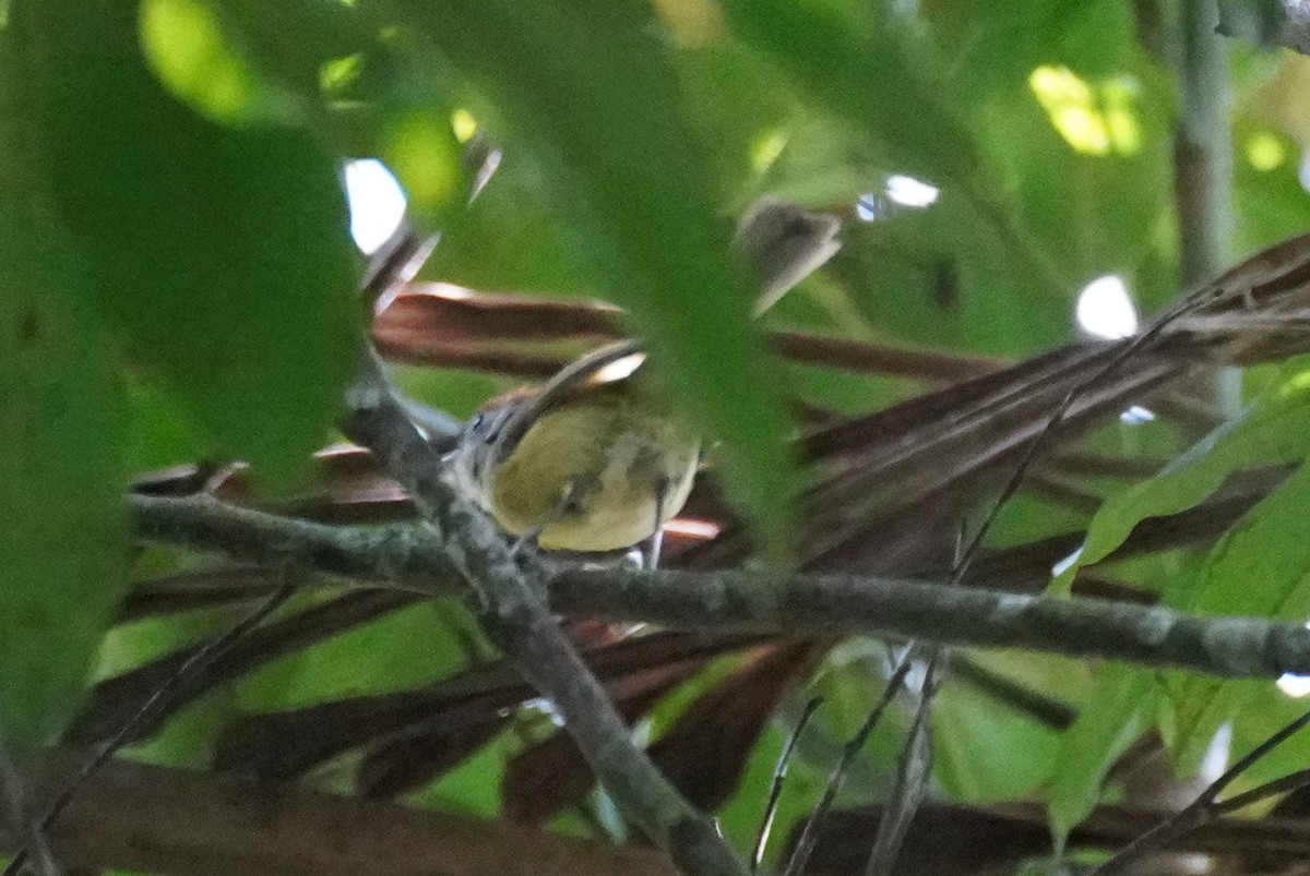 Rufous-crowned Greenlet - ML617074339