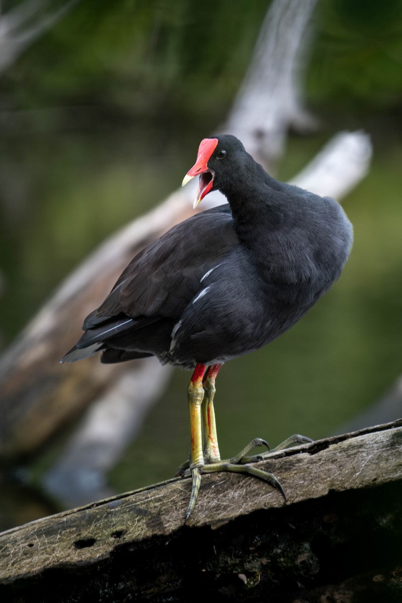 Common Gallinule - Amiel Hopkins