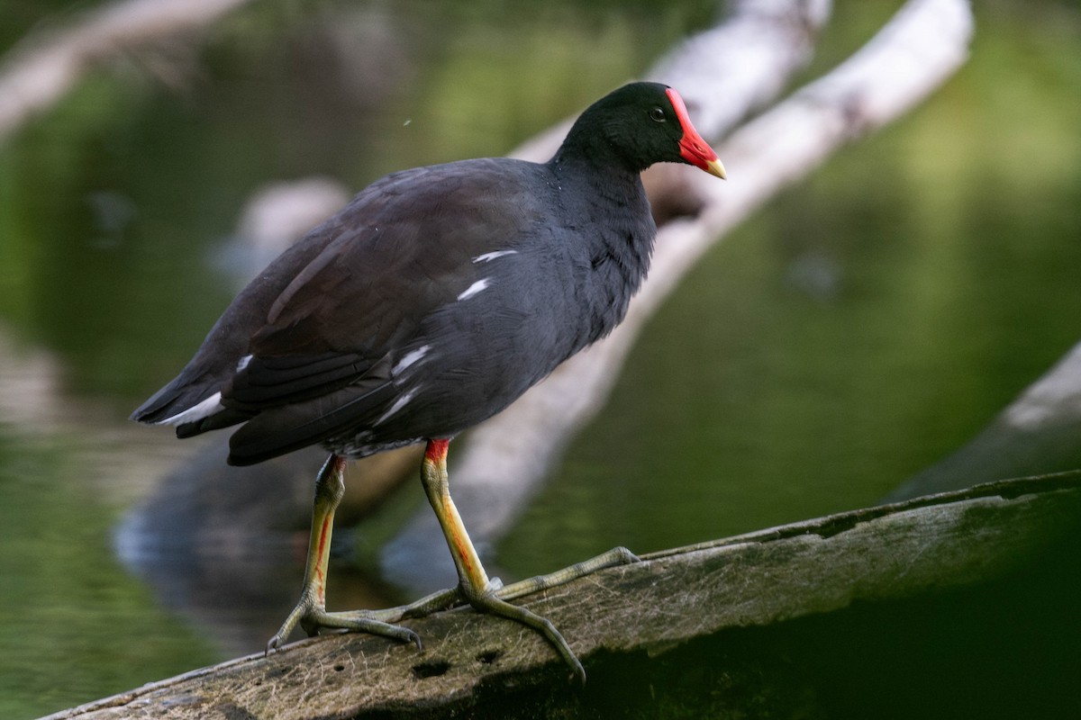 Gallinule d'Amérique - ML617074341