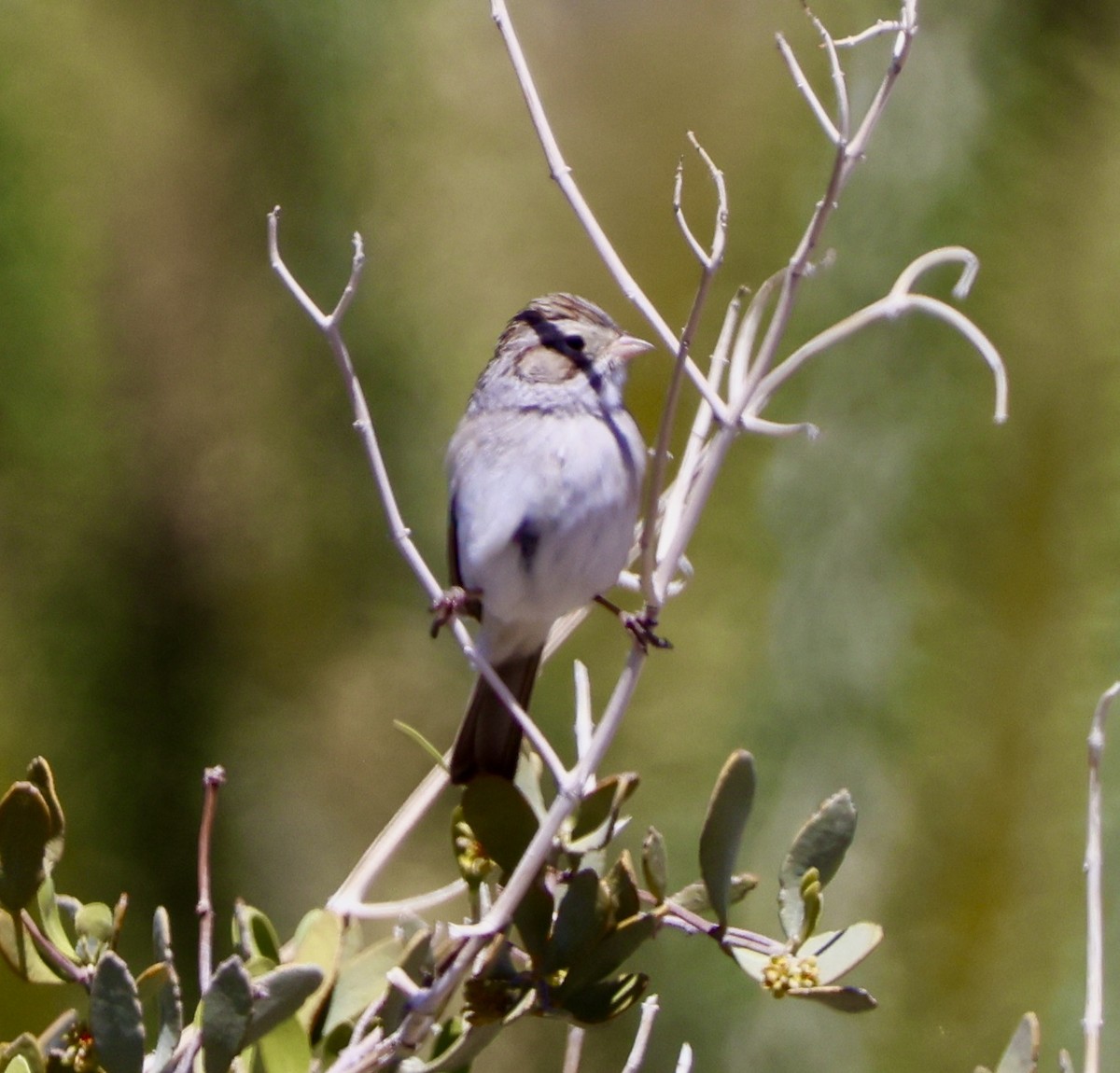 Brewer's Sparrow - ML617074344