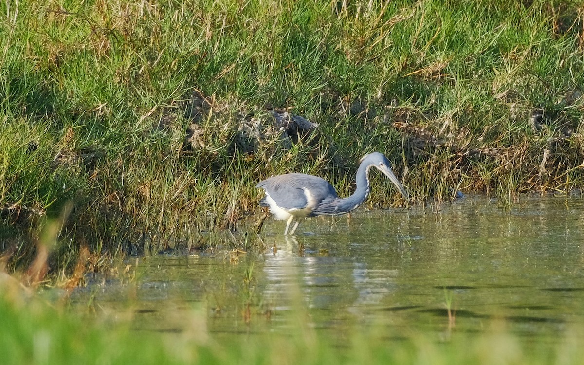 Tricolored Heron - ML617074364