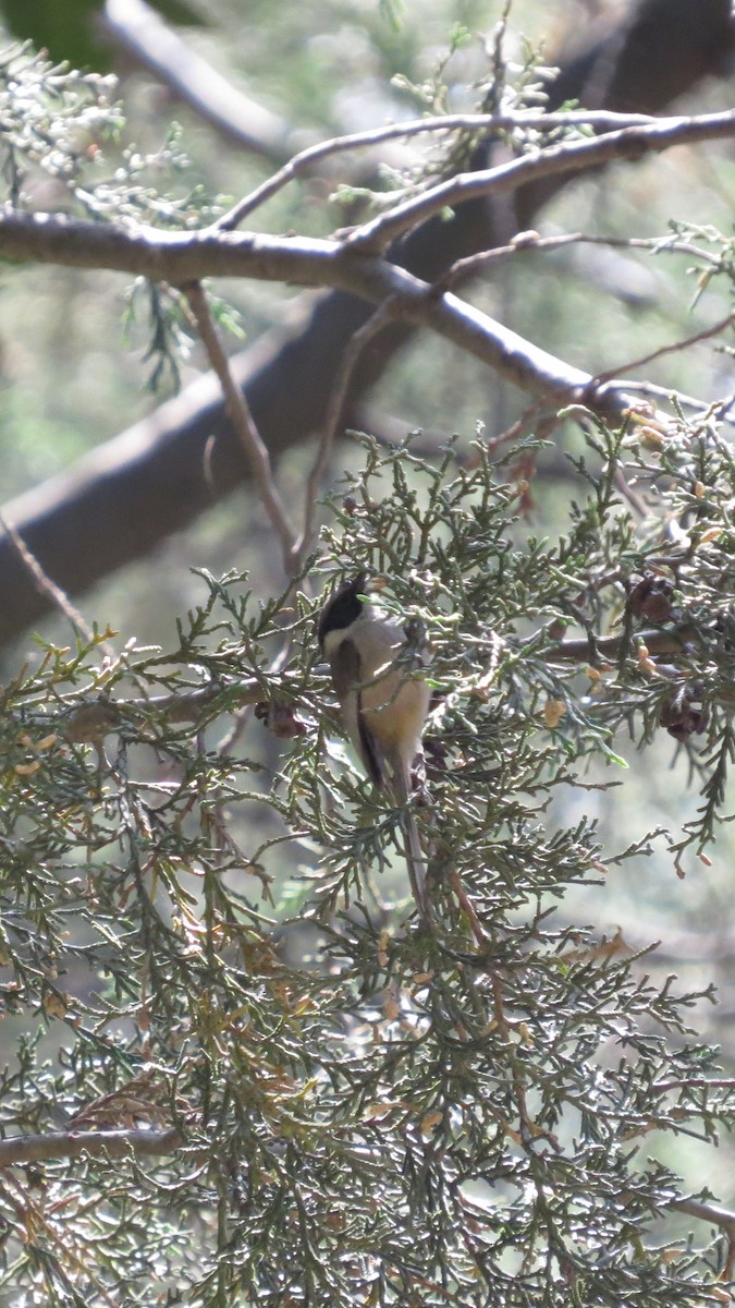 Mexican Chickadee - ML617074404