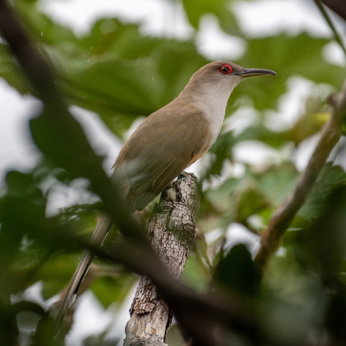 Puerto Rican Lizard-Cuckoo - ML617074407