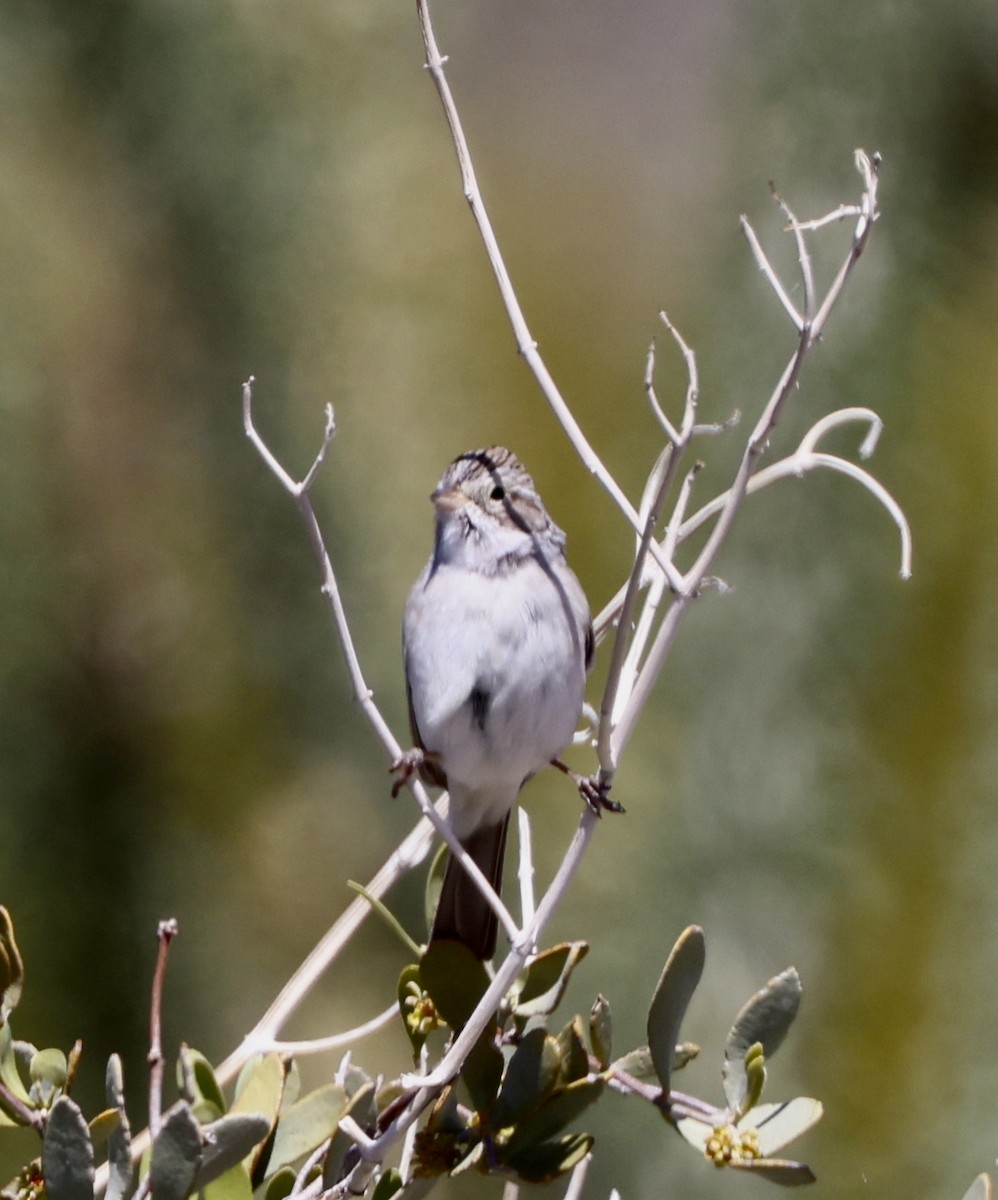 Brewer's Sparrow - Carolyn Thiele