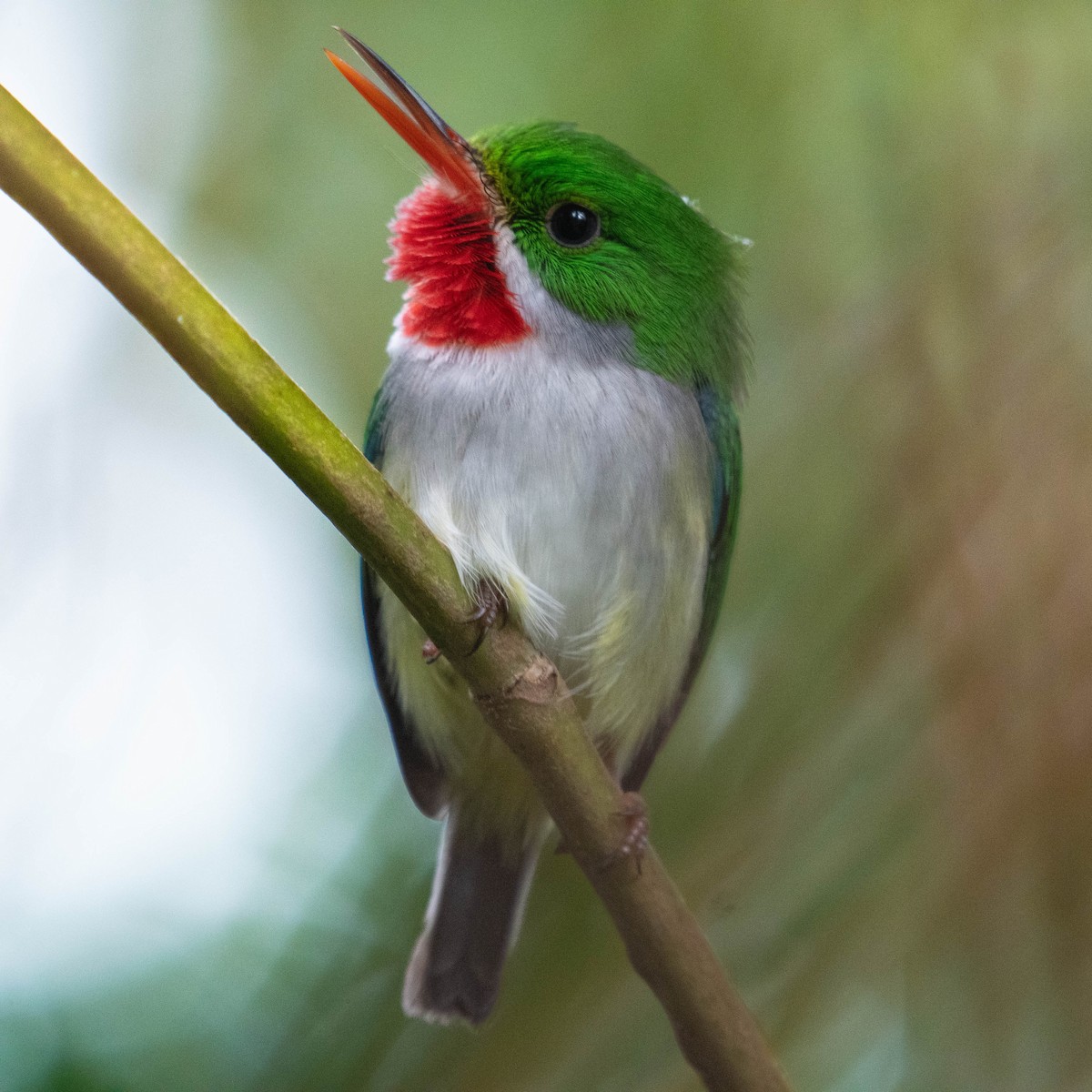 Puerto Rican Tody - ML617074488