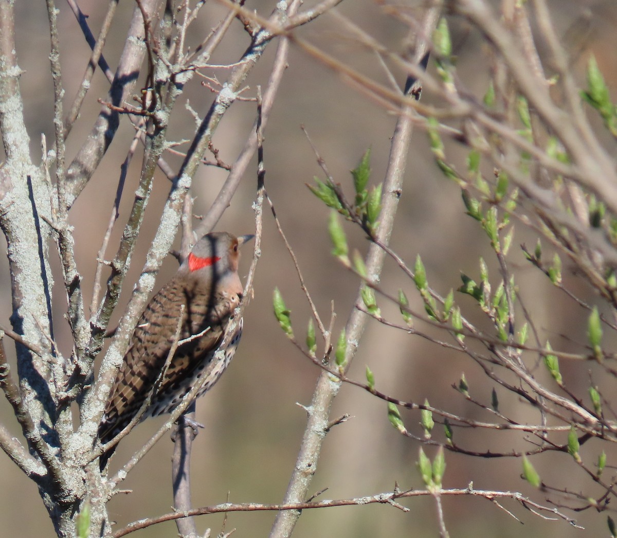 Northern Flicker - ML617074518