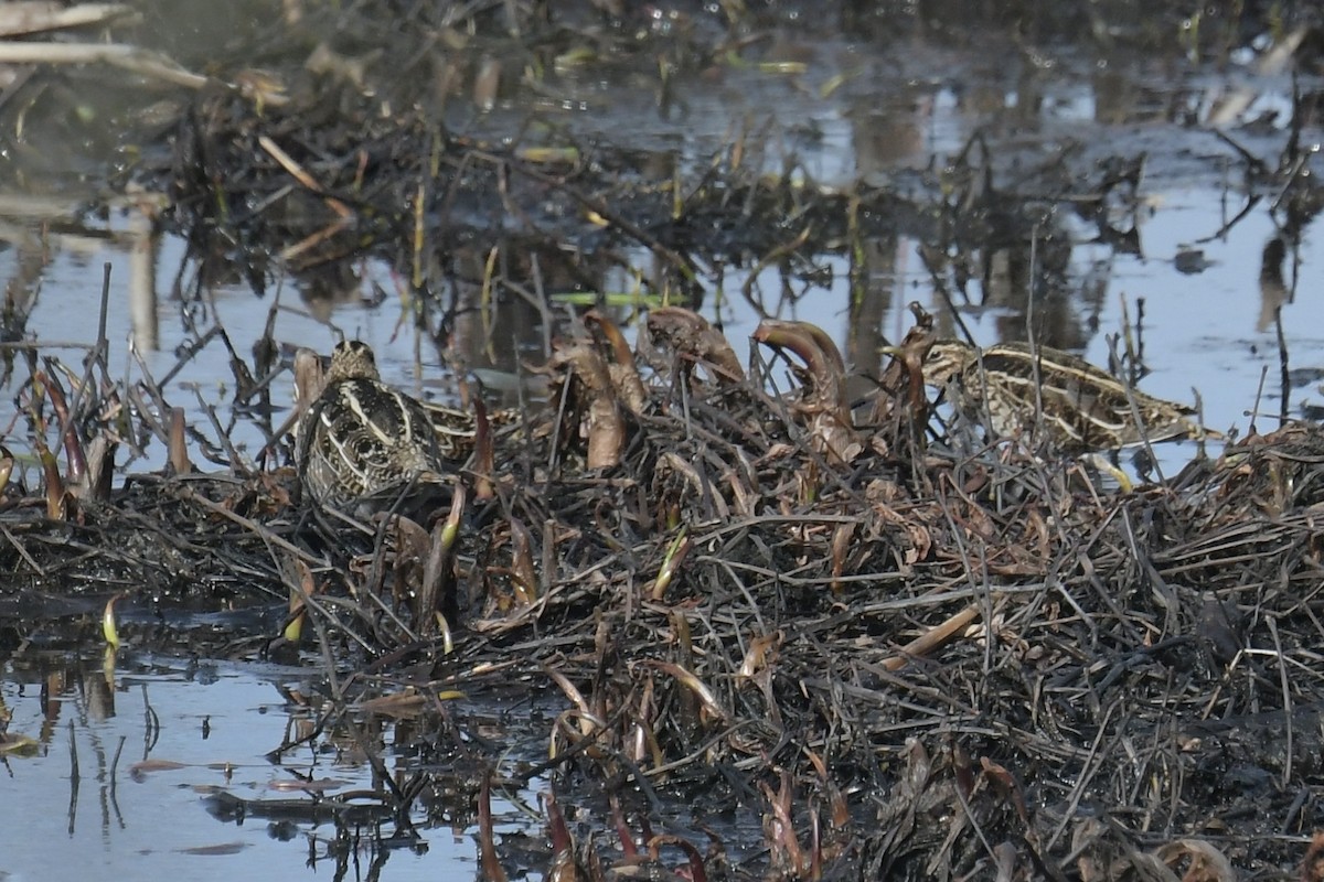 Wilson's Snipe - ML617074638