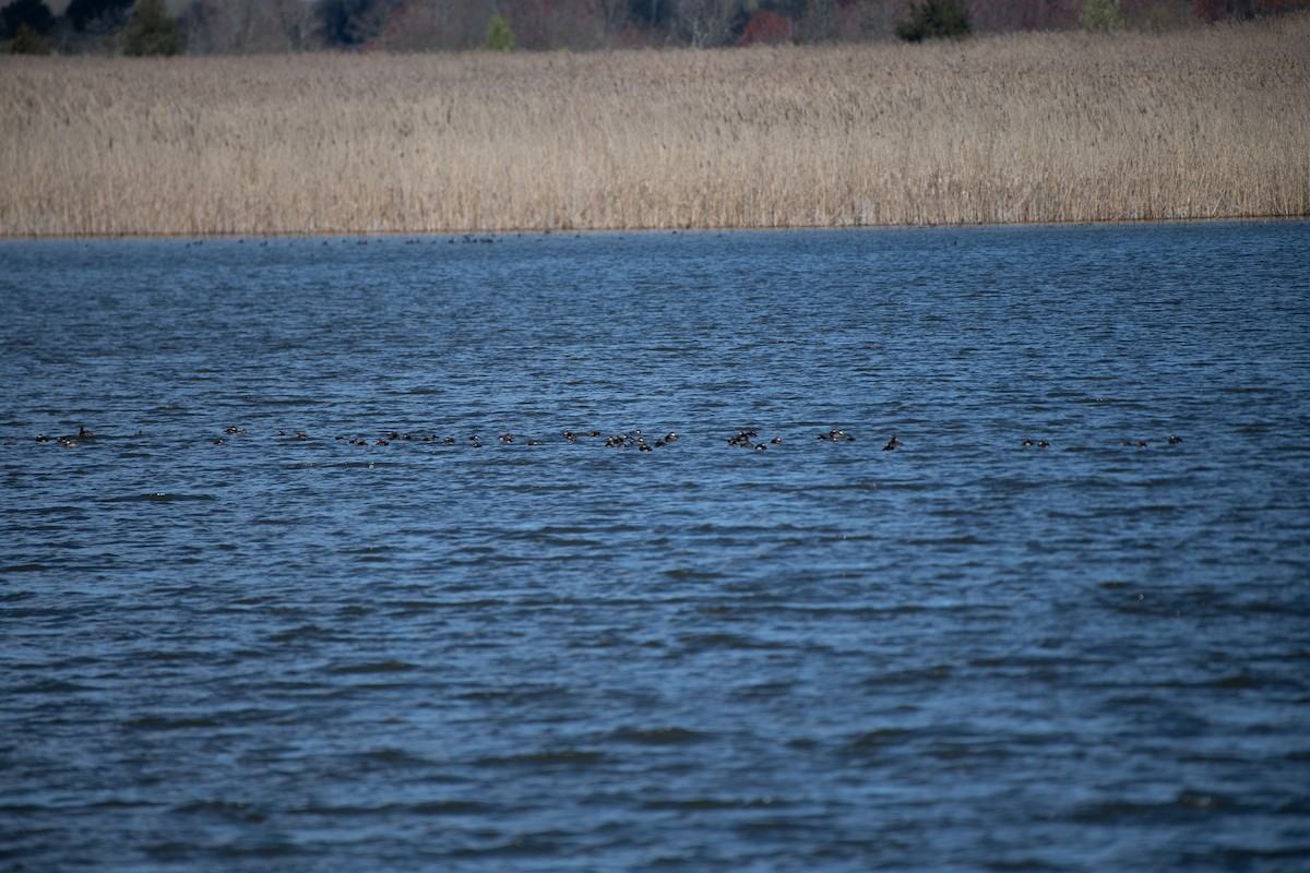 Ruddy Duck - ML617074683