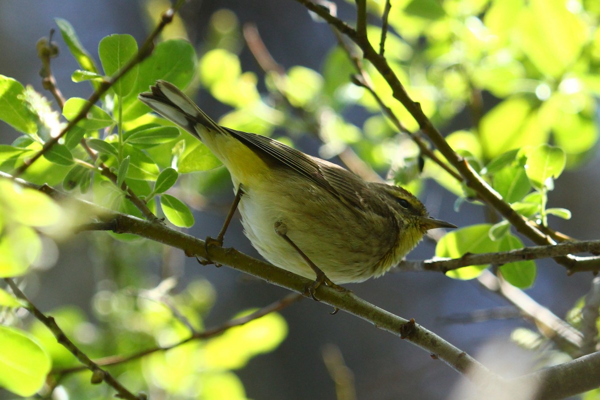 Palm Warbler - Craig Fosdick