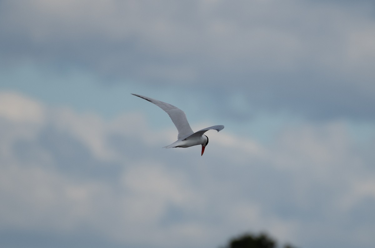 Caspian Tern - ML617074721