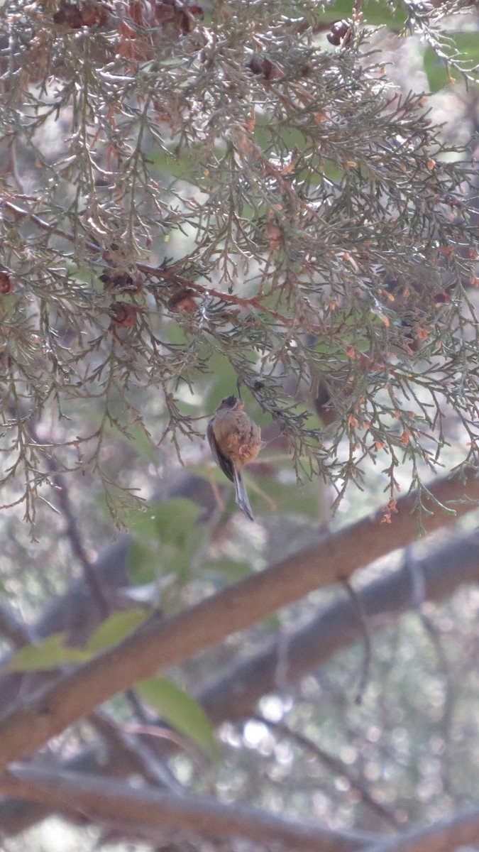 Bushtit - ML617074746