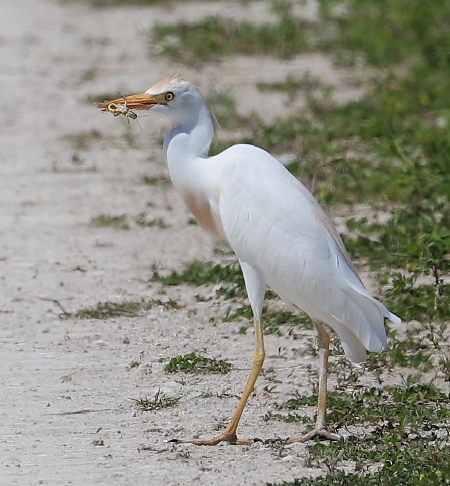 Western Cattle Egret - Lisa Rose