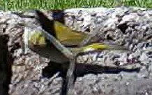 Tennessee Warbler - ML617074820