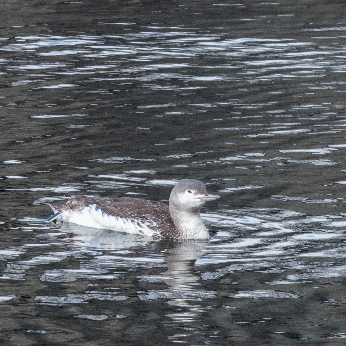 Red-throated Loon - ML617074824