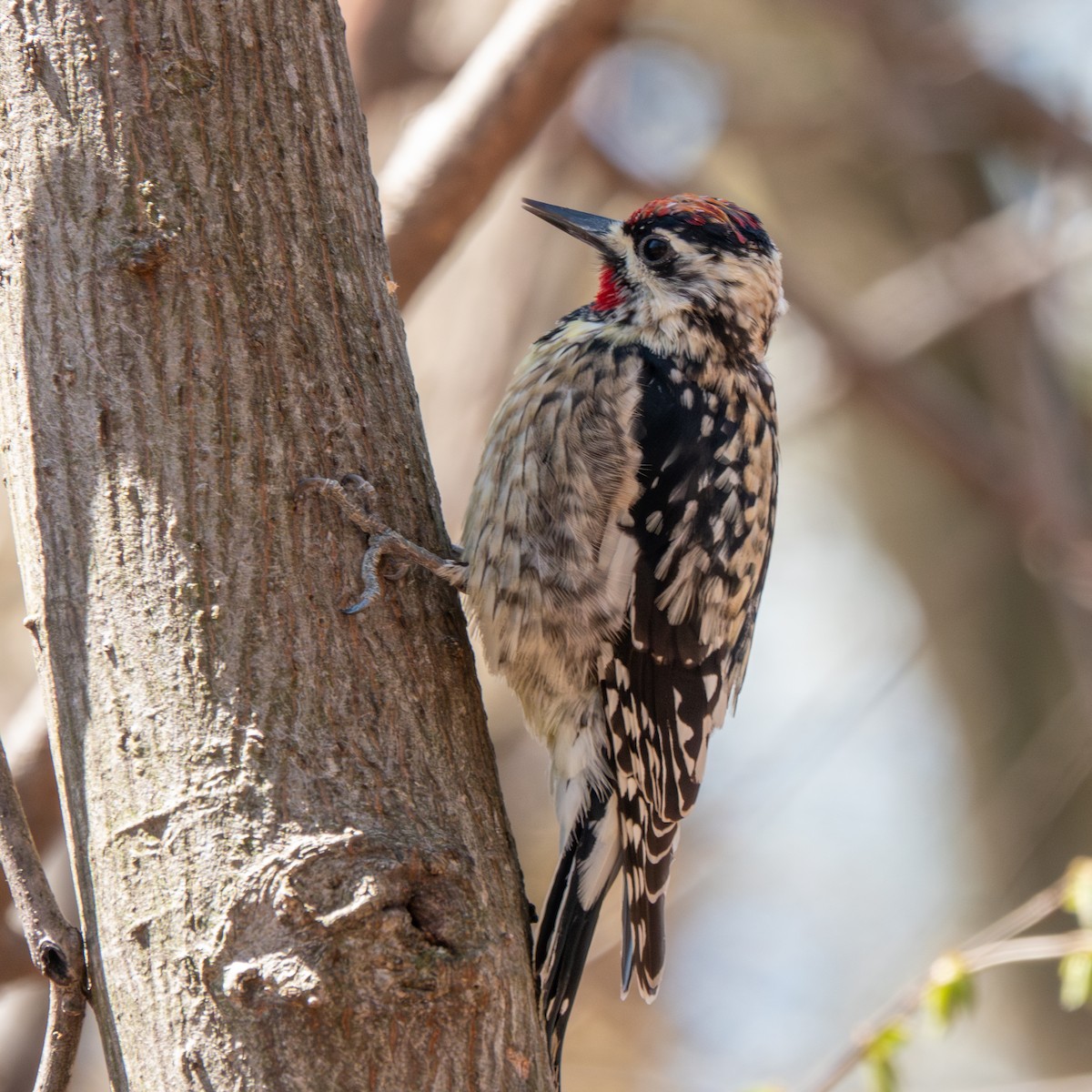 Yellow-bellied Sapsucker - ML617074834