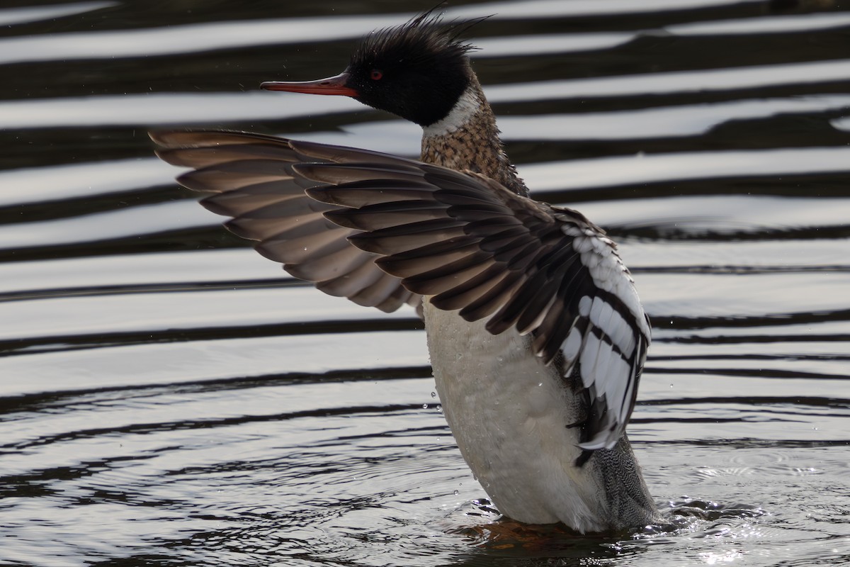 Red-breasted Merganser - ML617074894