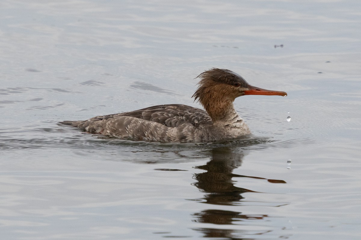 Red-breasted Merganser - ML617074895