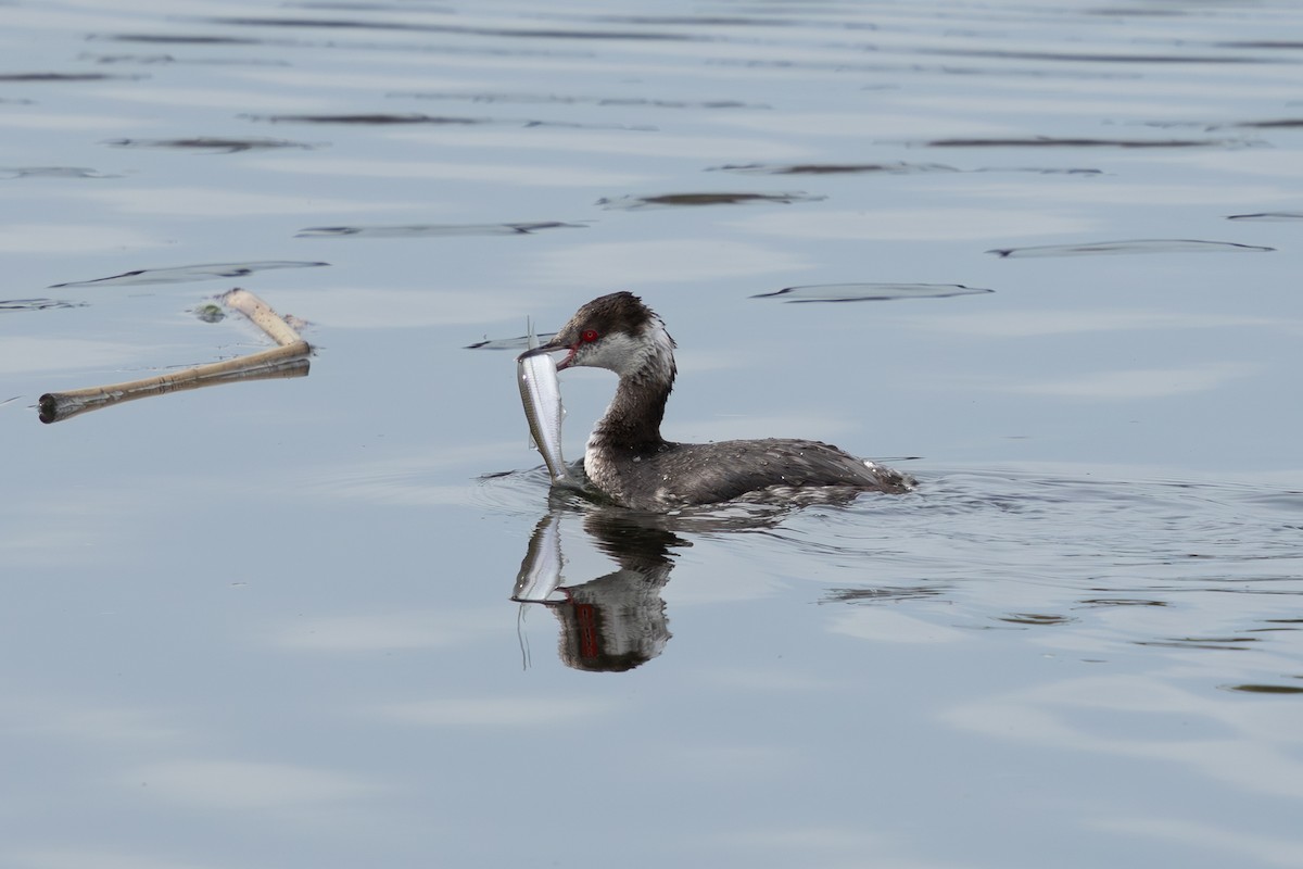 Eared Grebe - ML617074898