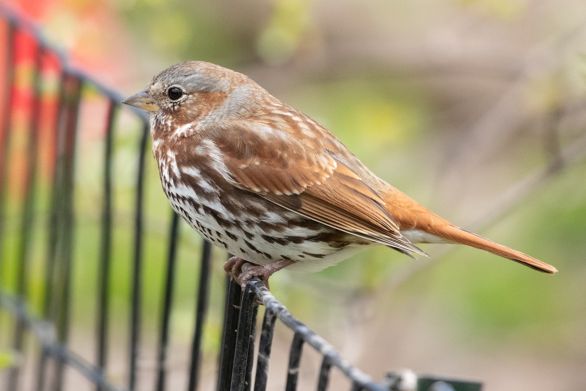 Fox Sparrow - ML617074937