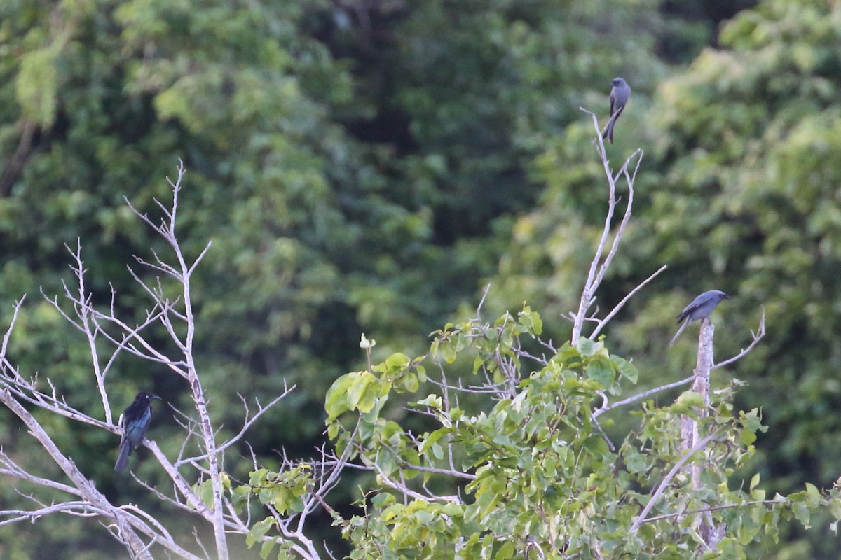 Hair-crested Drongo (Javan) - ML617074991