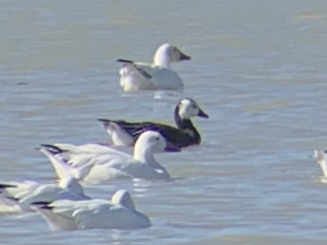 Snow x Ross's Goose (hybrid) - Jamie Spence