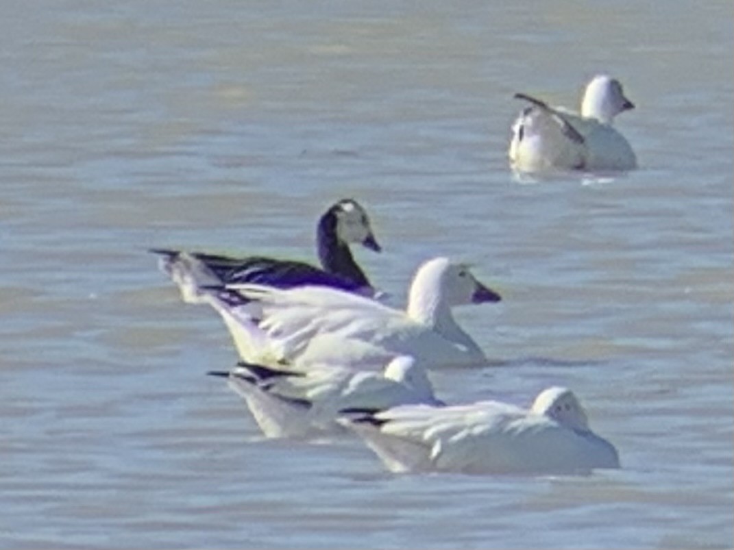 Snow x Ross's Goose (hybrid) - ML617075024