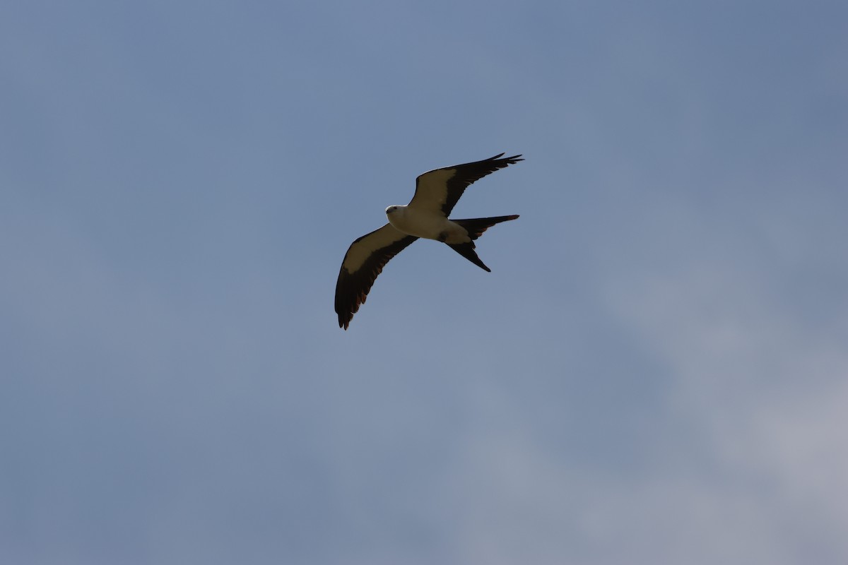 Swallow-tailed Kite - Patty and Pedro Gómez