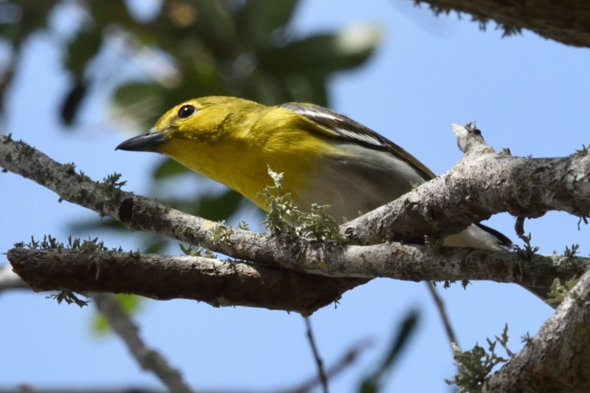 Yellow-throated Vireo - ML617075064