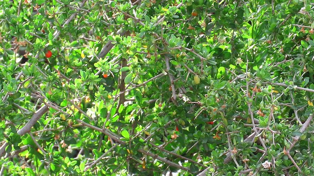 Western Subalpine Warbler - ML617075069